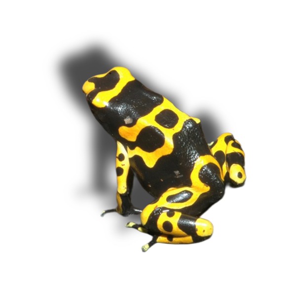Dendrobates leucomelas