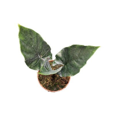 Alocasia antoro velvet 2