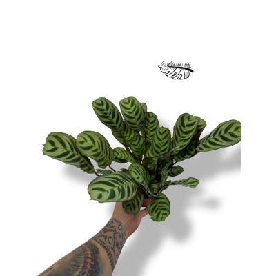 Ctenanthe burle-marxii