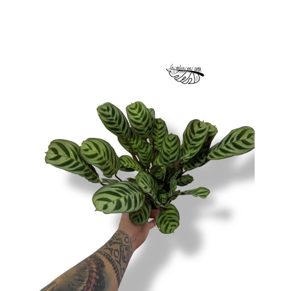 Ctenanthe burle-marxii