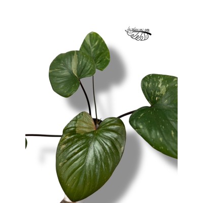 Homalomena rubescens Maggy PINK