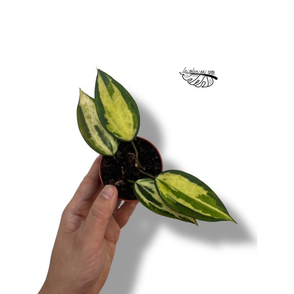 Hoya GOLD