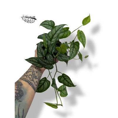 Monstera siltepecana