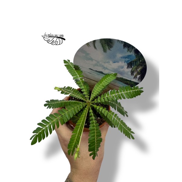 Biophytum sensitivum