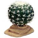 Barrel Cactus 9cm, Komodo.