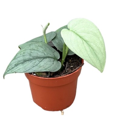 Scindapsus treubii ‘Silver Hero’ 2