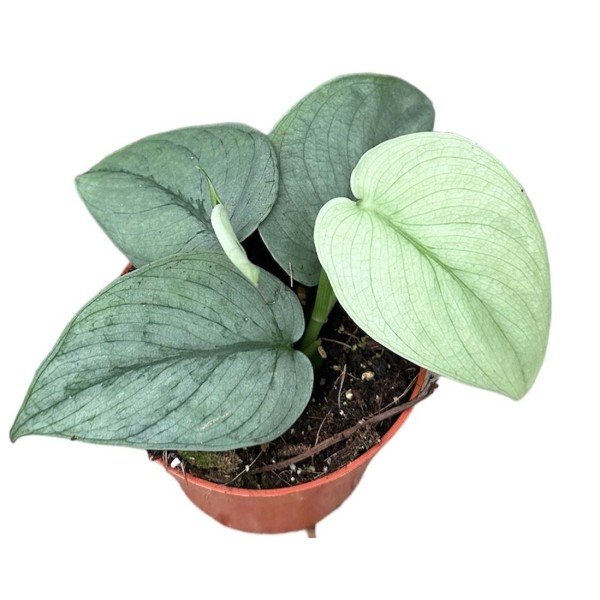 Scindapsus treubii ‘Silver Hero’