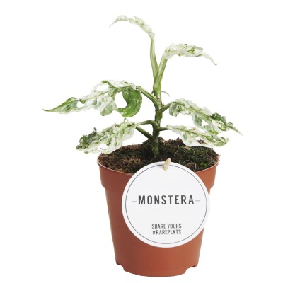 Monstera "Frozen Freckles" MINI 2