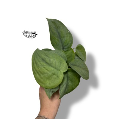 Scindapsus treubii ‘Silver Hero’