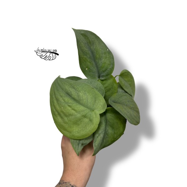 Scindapsus treubii ‘Silver Hero’