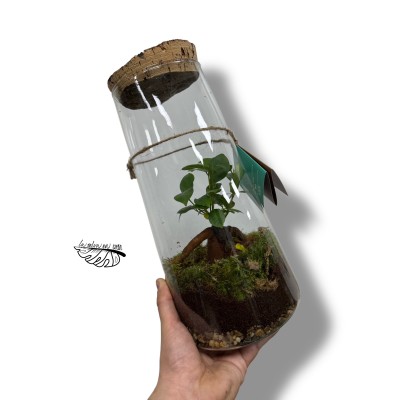 Terrarium Triton LARGE, terrario eterno.