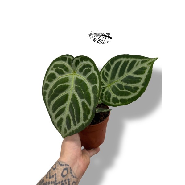 Anthurium crystallinum 'Silver Blush'
