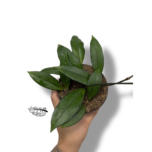 Hoya Crassipetiolata MEDIUM