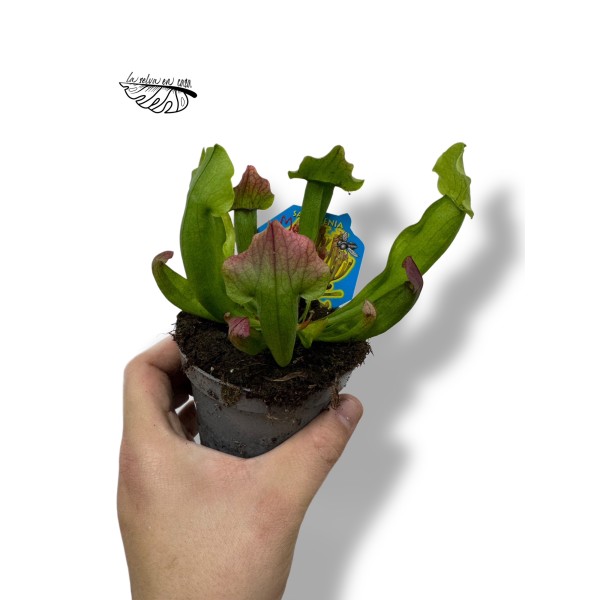 Sarracenia MIX 9 cm