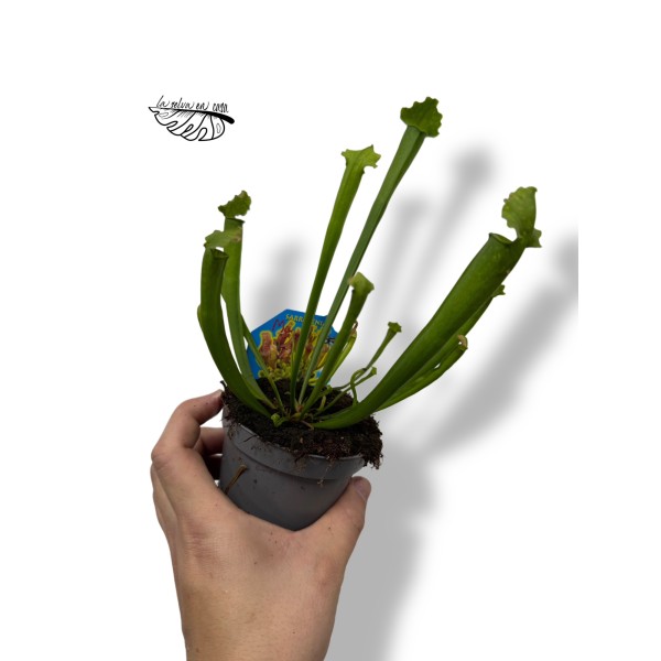 Sarracenia MIX 9 cm