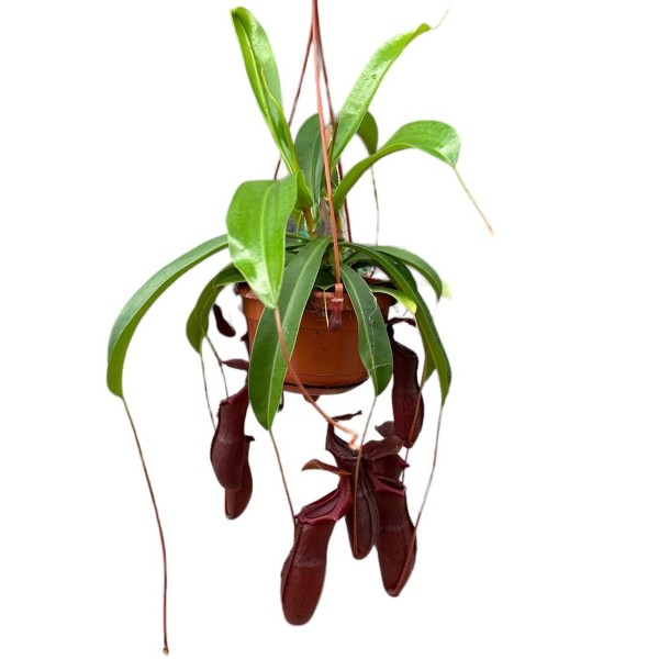 Nepenthes Bill