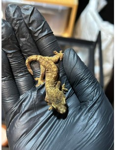 Rhacodactylus chahoua