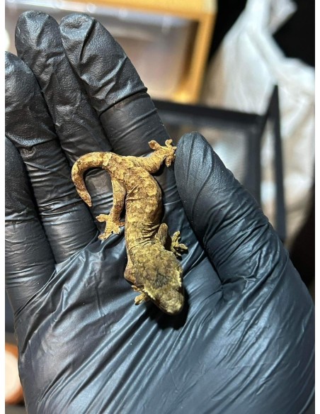 Rhacodactylus chahoua