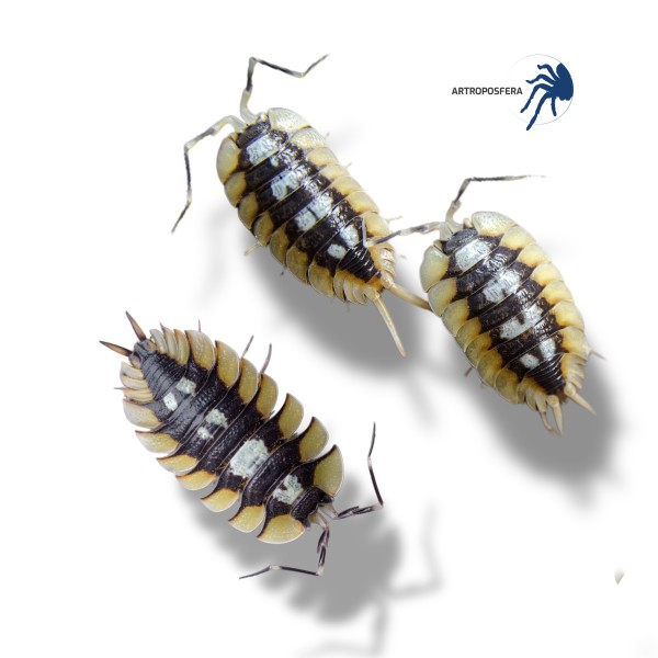 Porcellio expansus orange