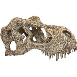 T-rex skull, Komodo. Varias medidas.