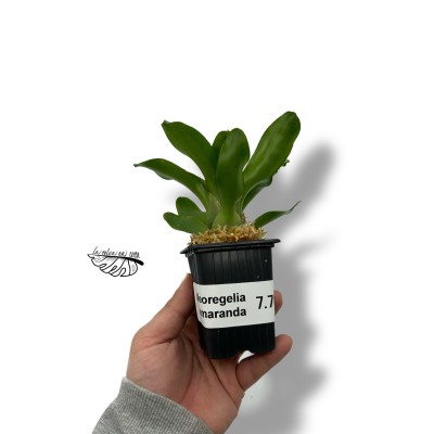 Neoregelia amaranda 2
