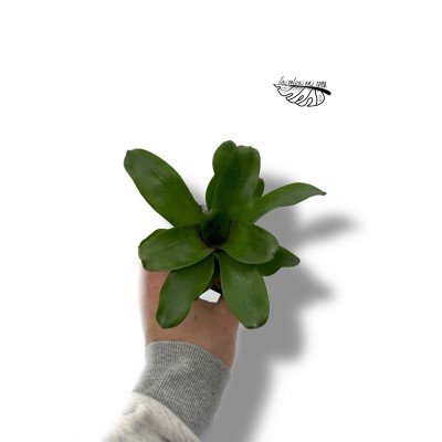 Neoregelia amaranda