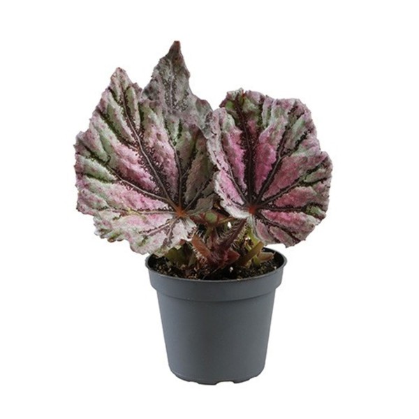 Begonia Rex Dew Drop