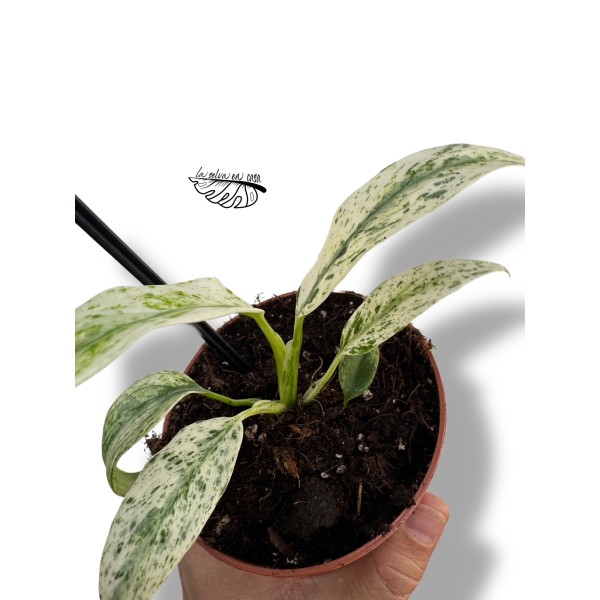 Rhaphidophora tetrasperma VARIEGATA SMALL