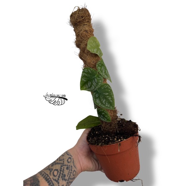 Monstera dubia