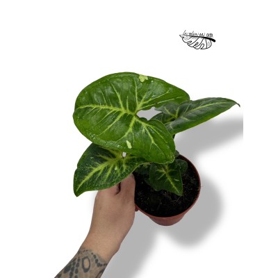 Syngonium "Panda" MEDIUM