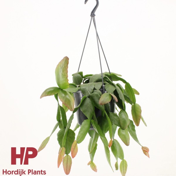 Rhipsalis pachyptera 'Rubra' LARGE