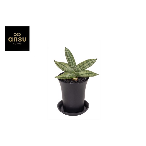 Sansevieria Inti Mini No. 5
