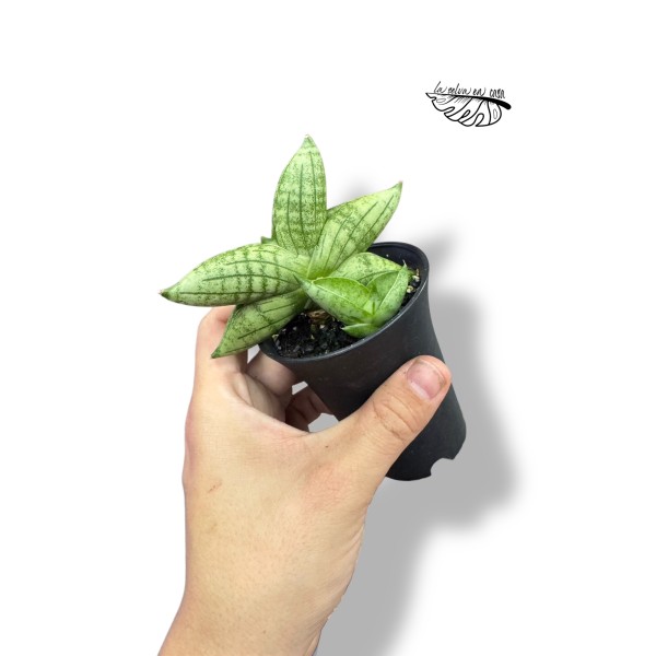 Sansevieria Inti Mini No. 5