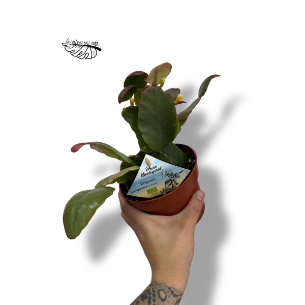 Rhipsalis pachyptera 'Rubra' LARGE