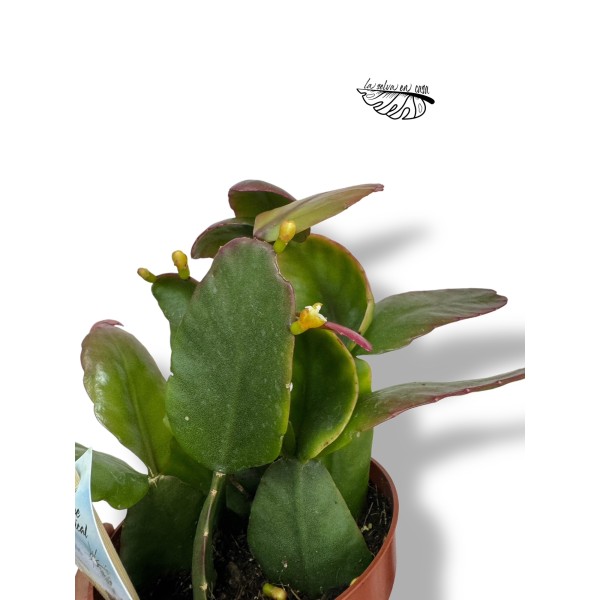 Rhipsalis pachyptera 'Rubra' LARGE