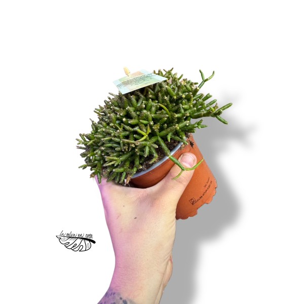 Rhipsalis burchellii LARGE
