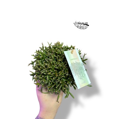 Rhipsalis burchellii LARGE 2
