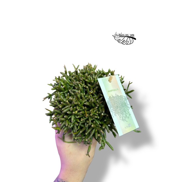 Rhipsalis burchellii LARGE