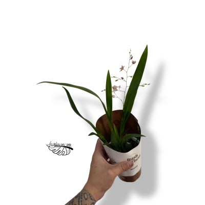 Oncidium CF. ornithorhynchum LARGE