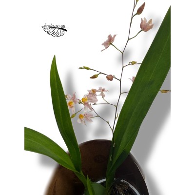 Oncidium CF. ornithorhynchum LARGE 2