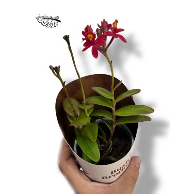 Epidendrum radicans FLOR ROJA LARGE 2