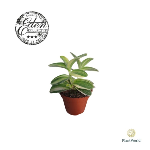 Tradescantia Silamontana MEDIUM