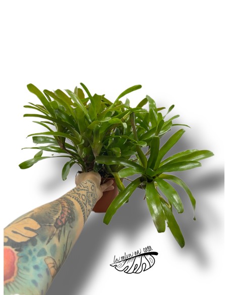 MACETA Neoregelia nidularium