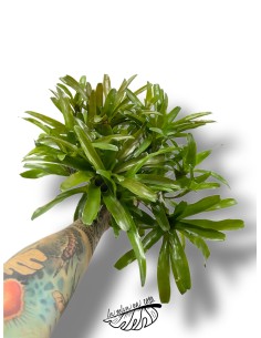 MACETA Neoregelia nidularium 2