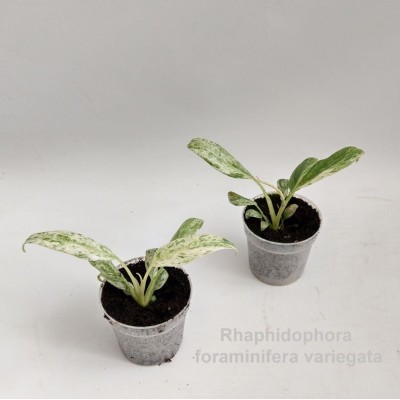 Rhaphidophora foraminifera Variegata MINI 2