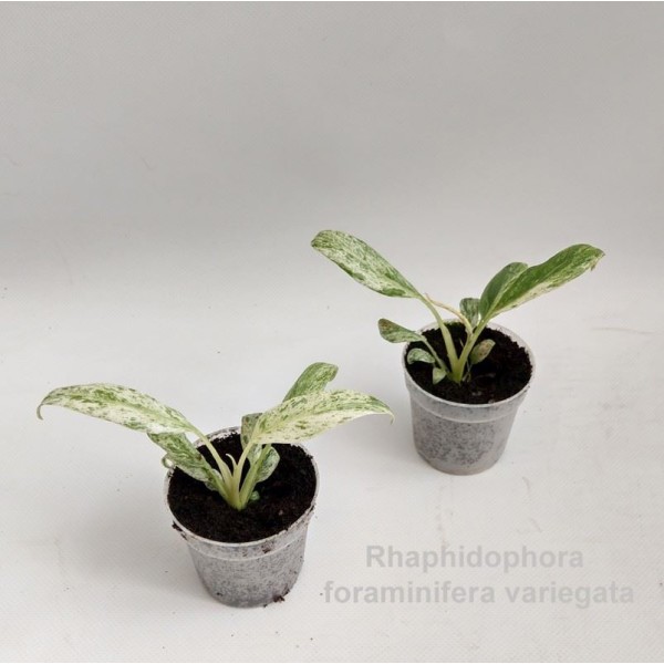 Rhaphidophora foraminifera Variegata MINI