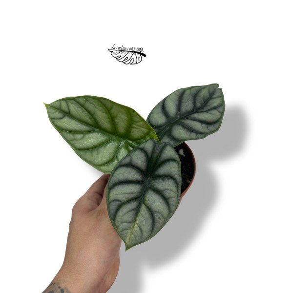 Alocasia 'Silver Dragon'