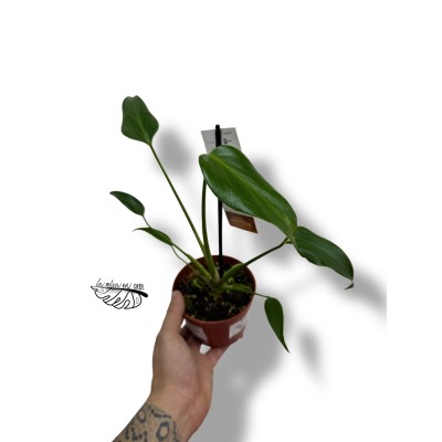 Monstera dilacerata Burle Marx Flame