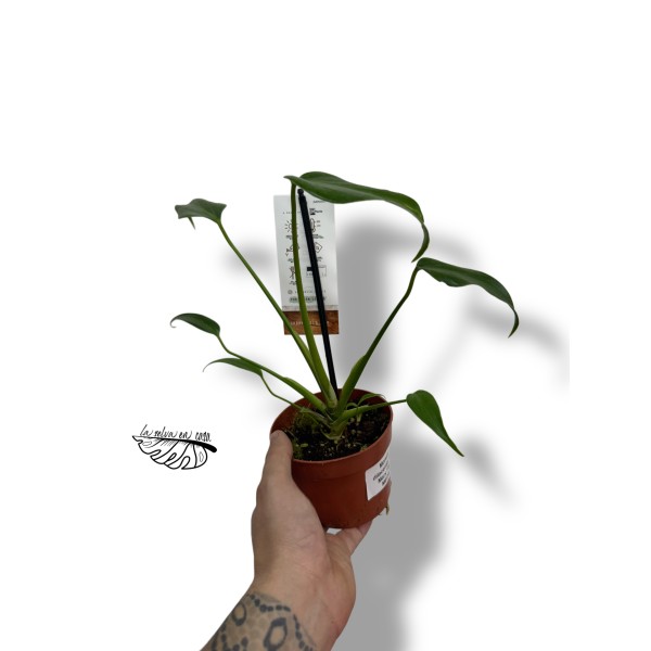 Monstera dilacerata Burle Marx Flame