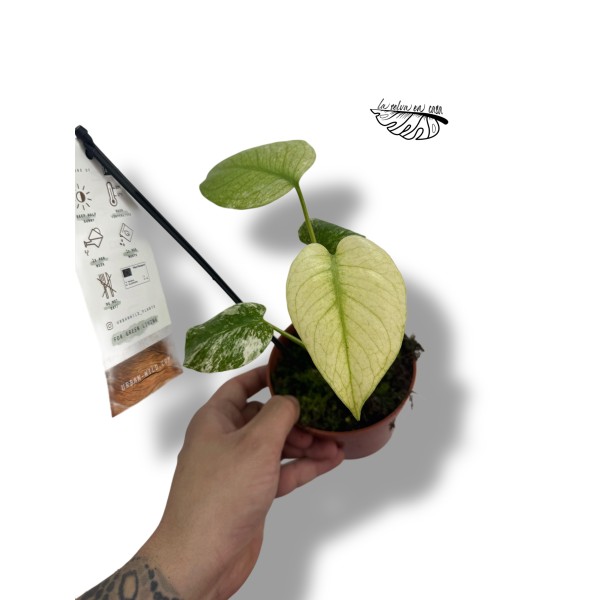 Monstera Deliciosa Mint Variegated